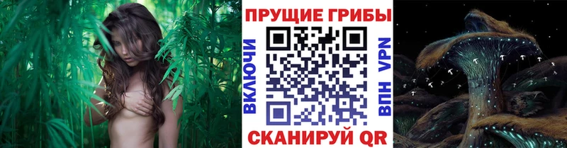 цены наркотик  Дубовка  Галлюциногенные грибы Magic Shrooms 