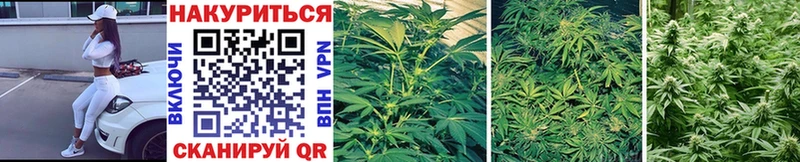 купить цена Дубовка Шишки марихуана THC 21%